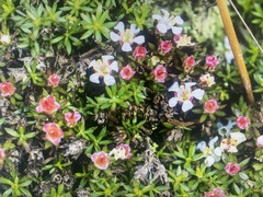 Pyxidanthera brevifolia