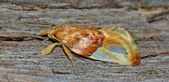 Habroscopa iriodes