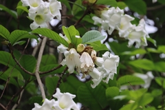 Beaumontia grandiflora