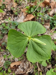 Trillium flexipes