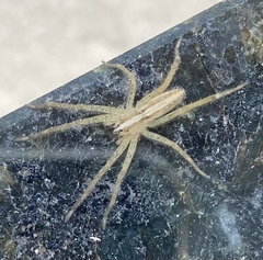 Neoctenus