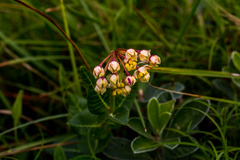 Asclepias albens