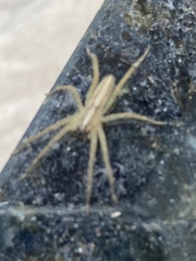 Neoctenus