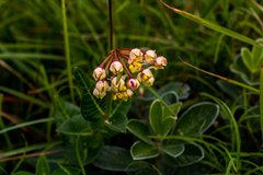 Asclepias albens