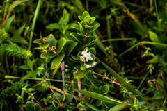 Eugenia capensis capensis