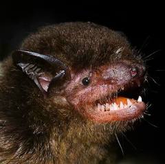 Eptesicus brasiliensis