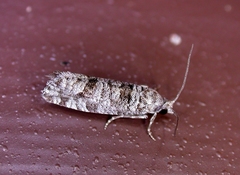Retinia gemistrigulana