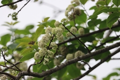 Ehretia laevis