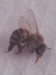 Apis mellifera
