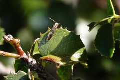 Neocrania bifasciata