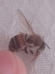Apis mellifera
