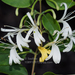 Lonicera hypoglauca - Photo (c) 曾云保, some rights reserved (CC BY-NC), uploaded by 曾云保