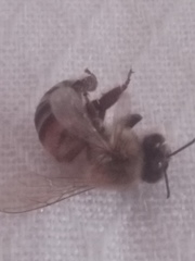Apis mellifera