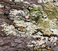 Trapeliopsis pseudogranulosa