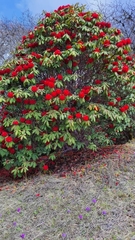 Rhododendron barbatum