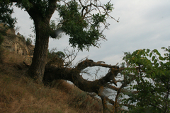 Fraxinus angustifolia oxycarpa
