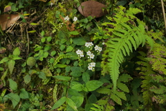 Trigonotis formosana elevatovenosa