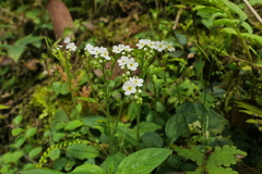 Trigonotis formosana elevatovenosa