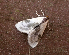 Cliniodes ostreonalis