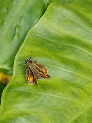 Hylephila phyleus
