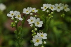 Trigonotis formosana elevatovenosa