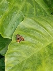 Hylephila phyleus