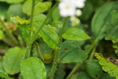 Trigonotis formosana elevatovenosa