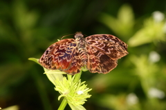 Cycloglypha thrasibulus