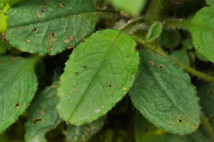 Trigonotis formosana elevatovenosa