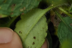 Trigonotis formosana elevatovenosa