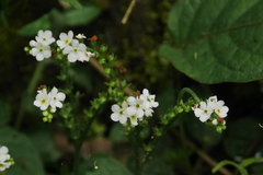 Trigonotis formosana elevatovenosa