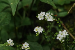 Trigonotis formosana elevatovenosa