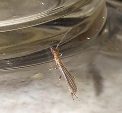 Oligotoma humbertiana