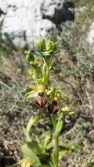 Ophrys sphegodes cretensis