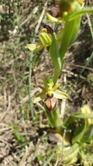 Ophrys sphegodes cretensis