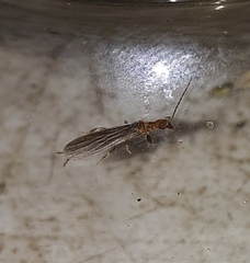 Oligotoma humbertiana