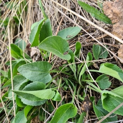 Viola suavis