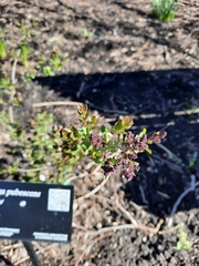 Syringa pubescens