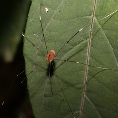 Pseudogagrella splendens