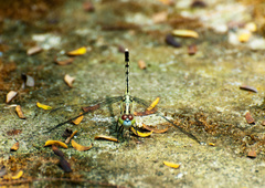 Diplacodes trivialis