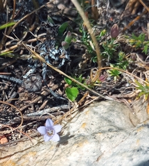Wahlenbergia oxyphylla