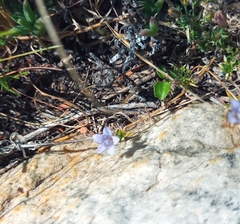 Wahlenbergia oxyphylla
