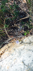 Wahlenbergia oxyphylla