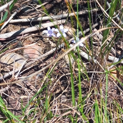 Wahlenbergia oxyphylla