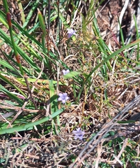 Wahlenbergia oxyphylla