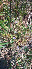 Wahlenbergia oxyphylla
