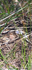 Wahlenbergia oxyphylla