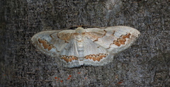 Dithalama cosmospila