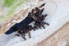 Camponotus kiusiuensis