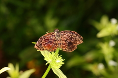 Cycloglypha thrasibulus